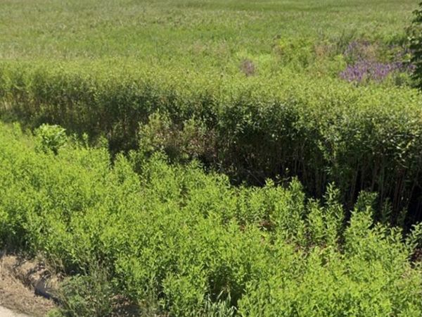 738 Crest Avenue , Schaumburg, IL 60193