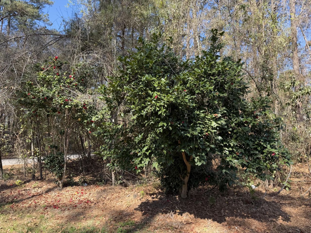 206 Sangaree Road Photo 6