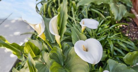 9765 Caneria Way, Elk Grove, CA 95757 Photo