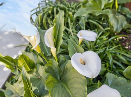 9765 Caneria Way, Elk Grove, CA 95757 Photo