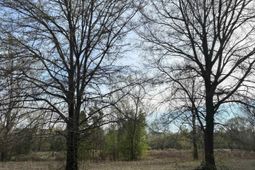 194 Wild Turkey Lane photo 4