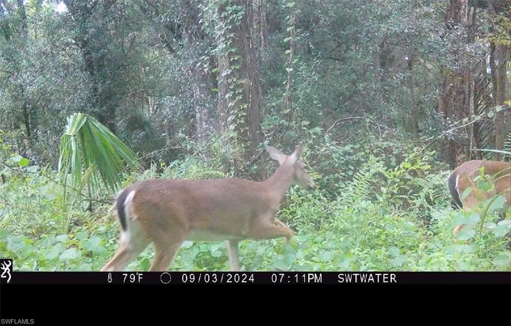 Secretariat Dr, Labelle, FL 33935 Photo