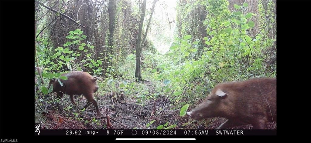 Secretariat Dr, Labelle, FL 33935 Photo