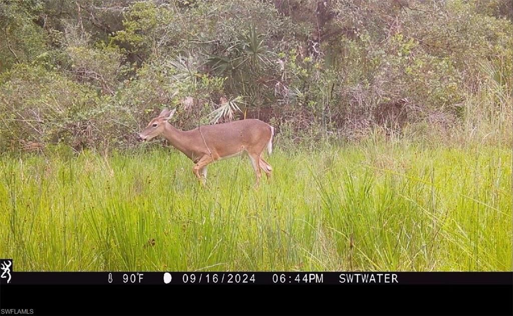 Secretariat Dr, Labelle, FL 33935 Photo