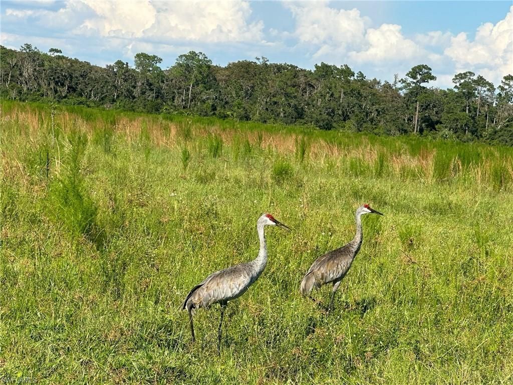 Secretariat Dr, Labelle, FL 33935 Photo