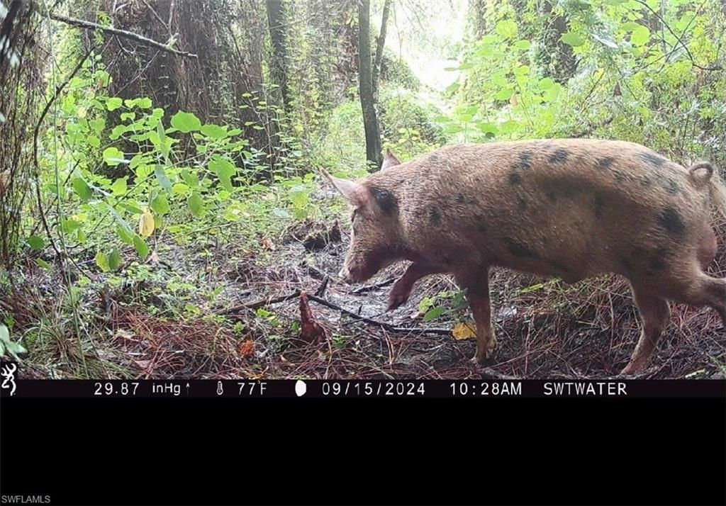 Secretariat Dr, Labelle, FL 33935 Photo