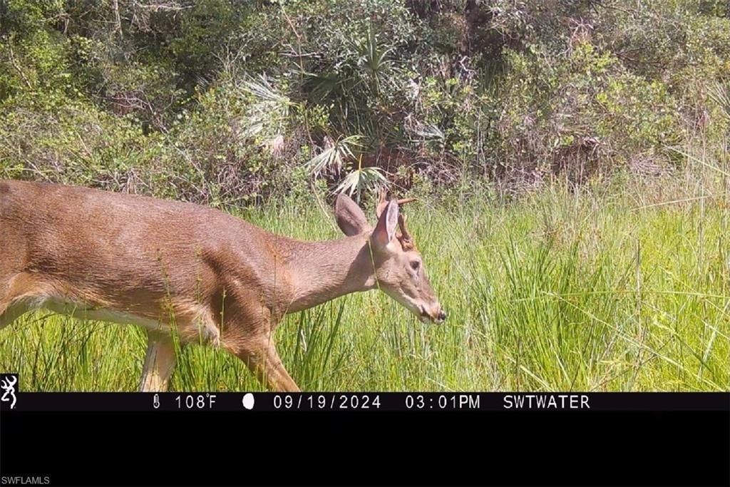 Secretariat Dr, Labelle, FL 33935 Photo