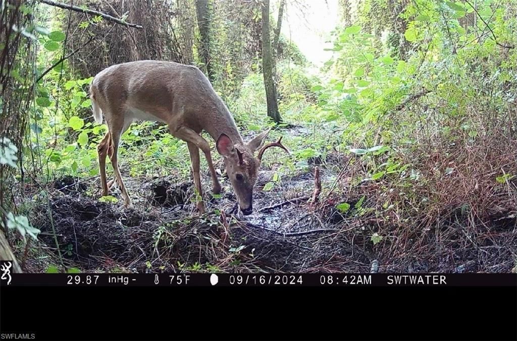 Secretariat Dr, Labelle, FL 33935 Photo