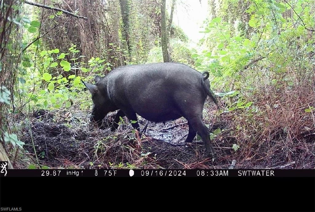 Secretariat Dr, Labelle, FL 33935 Photo