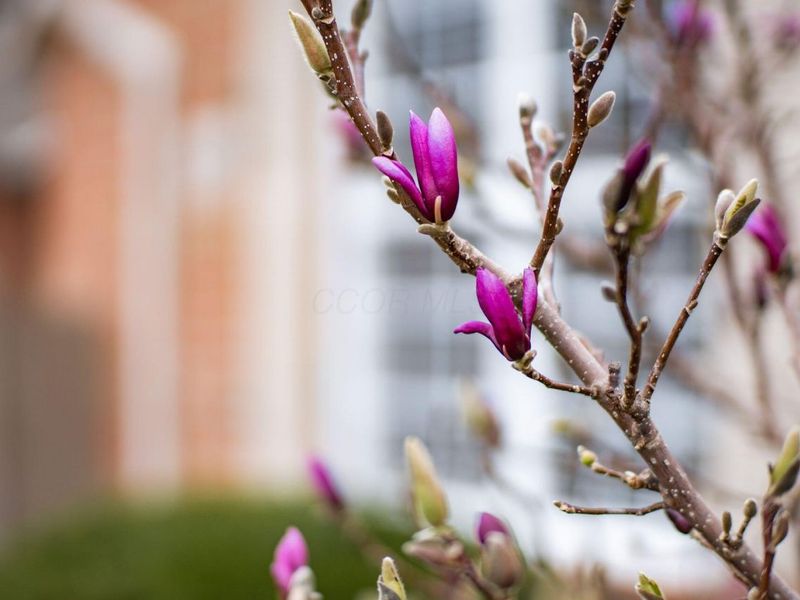 4263 Cobbleton Grove Circle , Unit 1, Canal Winchester, OH 43110 Photo 37