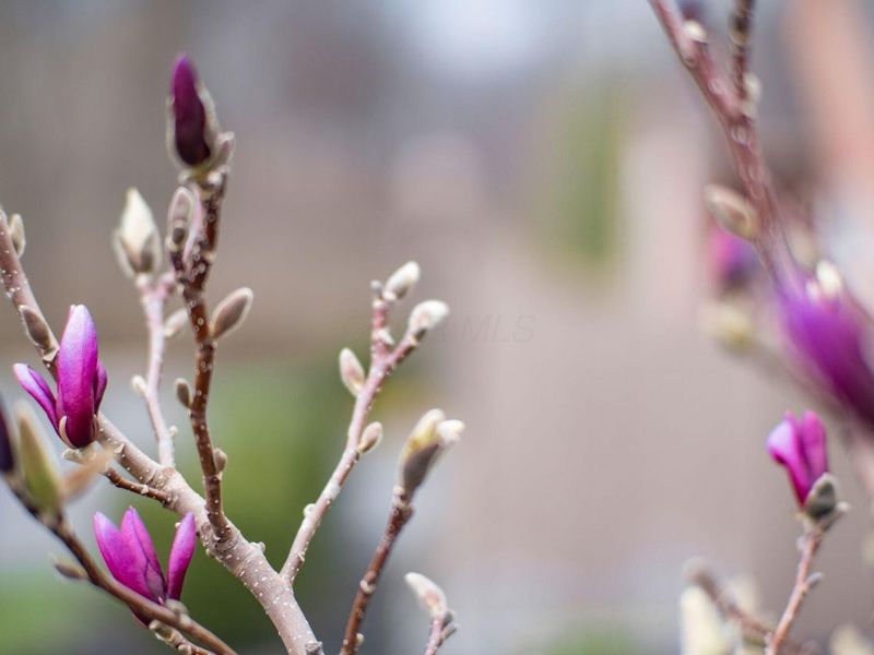 4263 Cobbleton Grove Circle , Unit 1, Canal Winchester, OH 43110 Photo 45