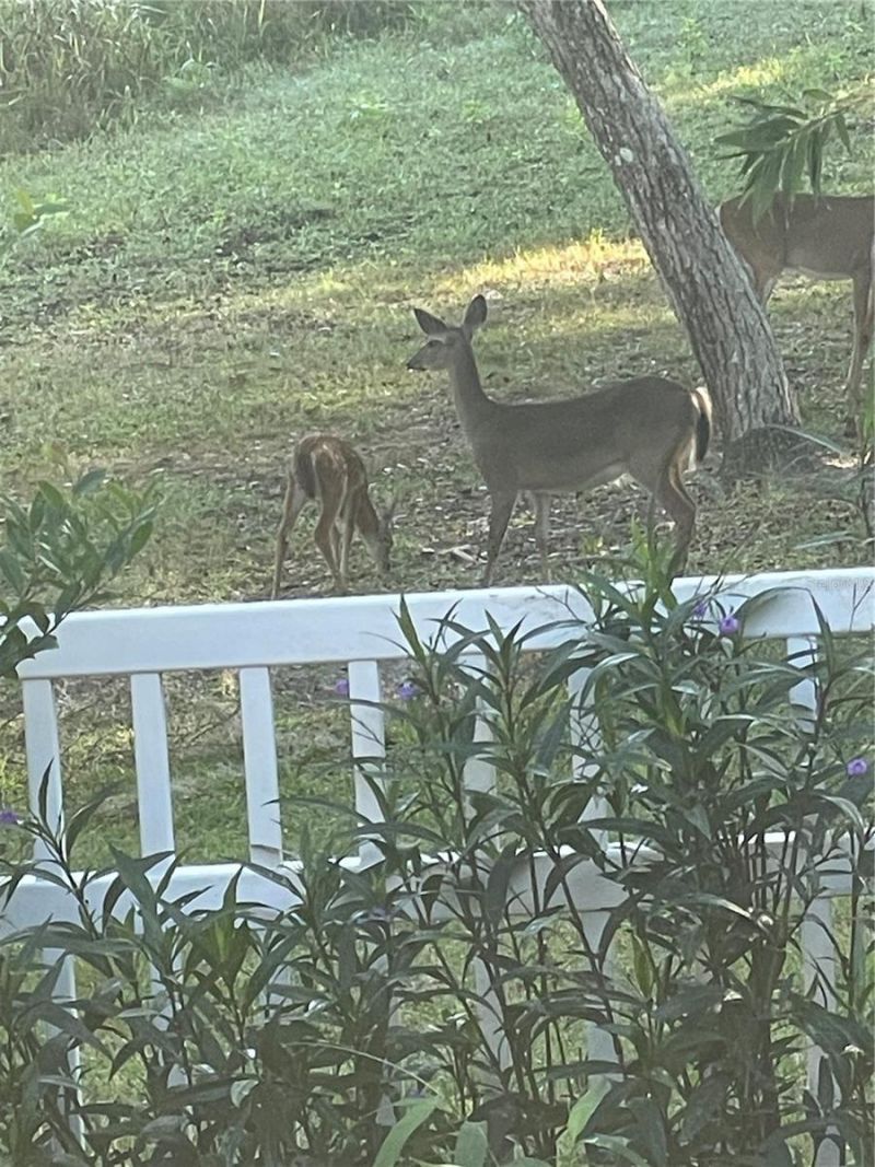 3189 S Graymor Path, Inverness, FL 34450 Photo