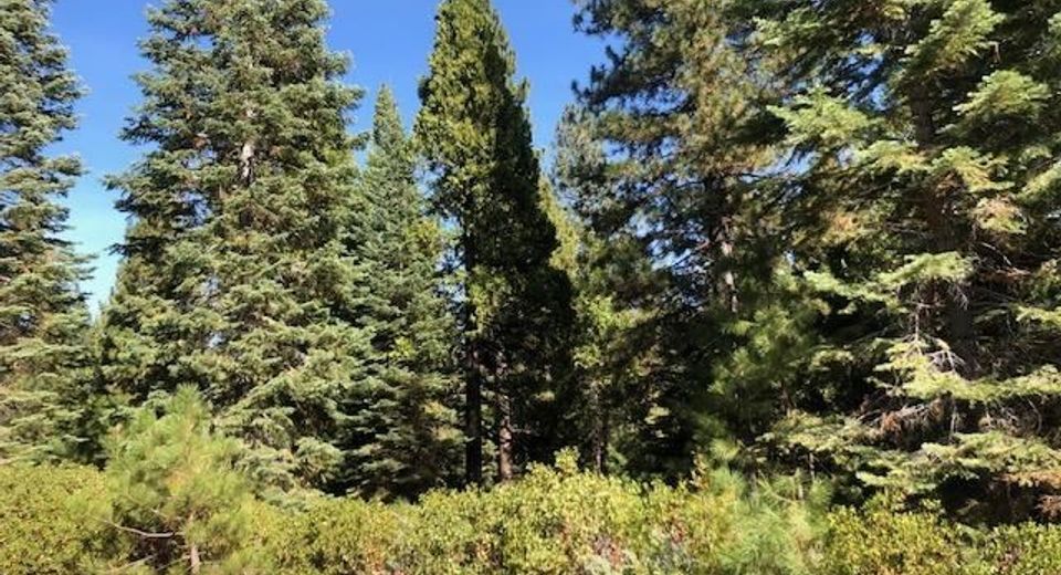 89 Fox Crest Drive, Lake Almanor, CA 96137 Photo