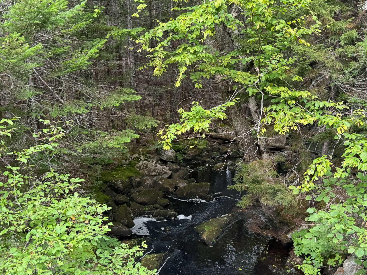 Lot 6 Black Cow Meadow Road, Northfield, ME 04654 Main Photo