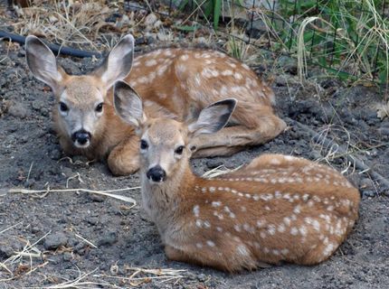 23944 Oakmont Way, Auburn, CA 95602 Photo