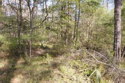 Lot 2 & 3 Gator Cv photo 4