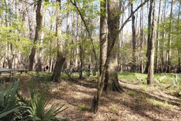 Lot 2 & 3 Gator Cv photo 4