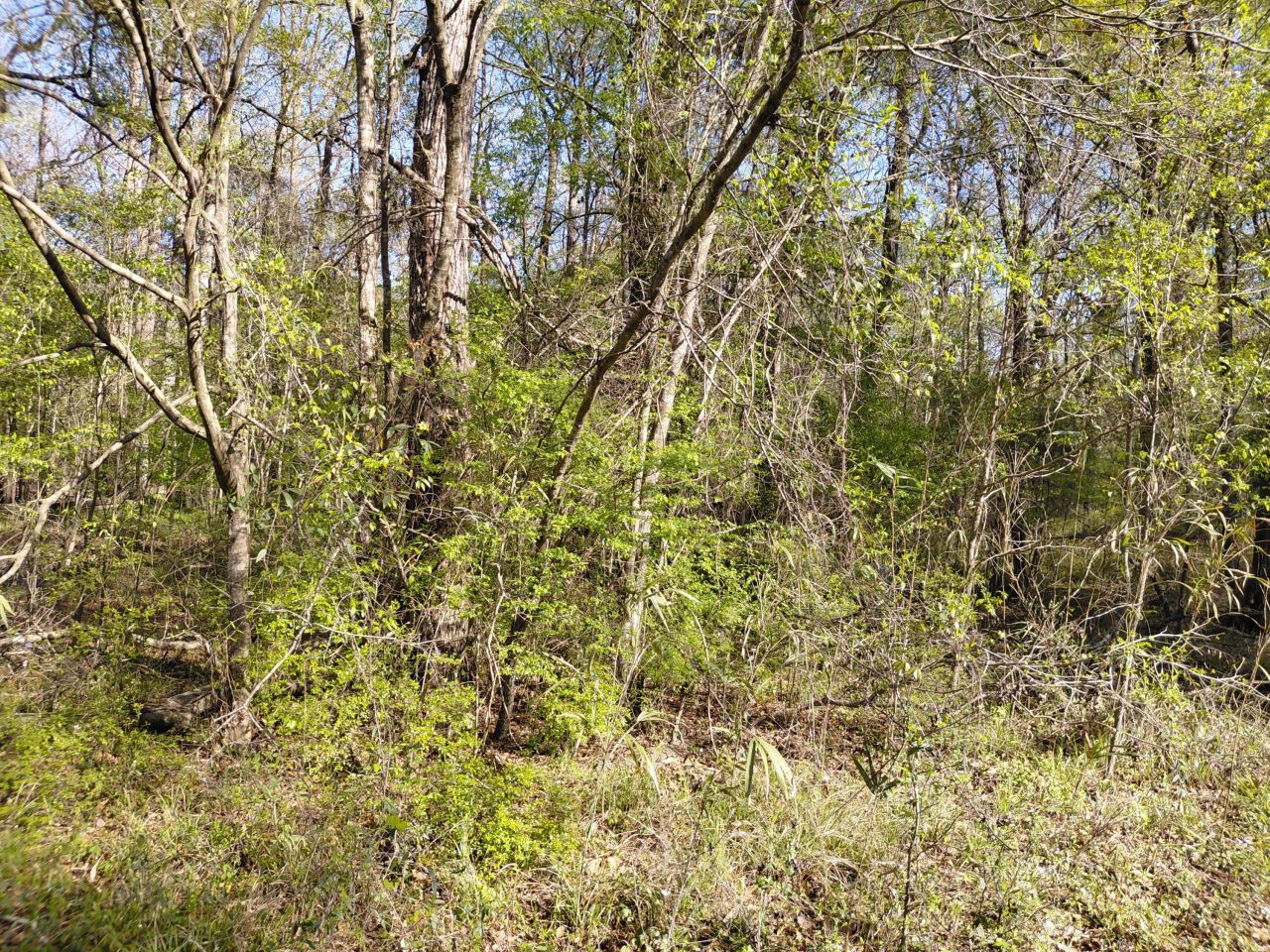 Lot 2 & 3 Gator Cv Photo 5