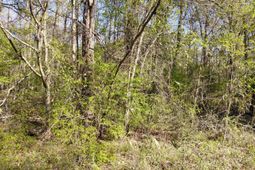 Lot 2 & 3 Gator Cv photo 4