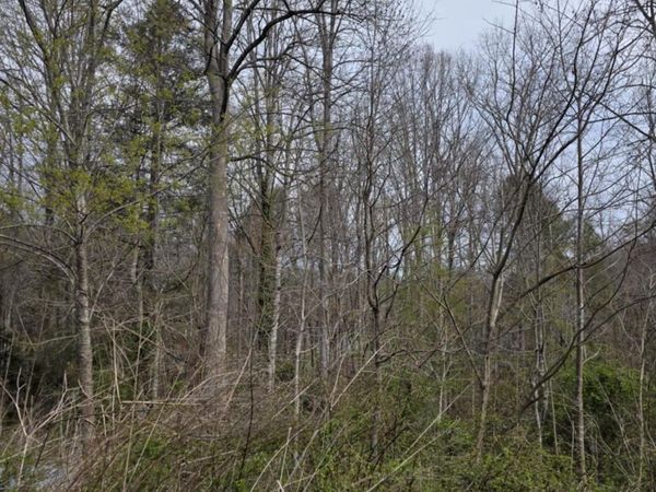 41 Jack Rabbit Drive , Marion, NC 28752