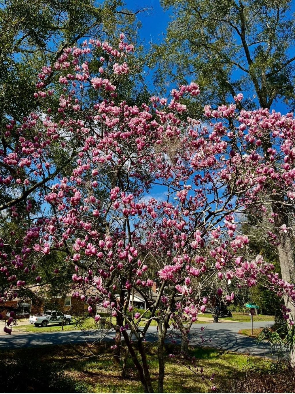 1115 Domingo Drive , Tallahassee, FL 32304 Photo