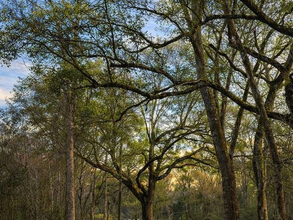 14 Acres F Z Goss, Picayune, MS 39466