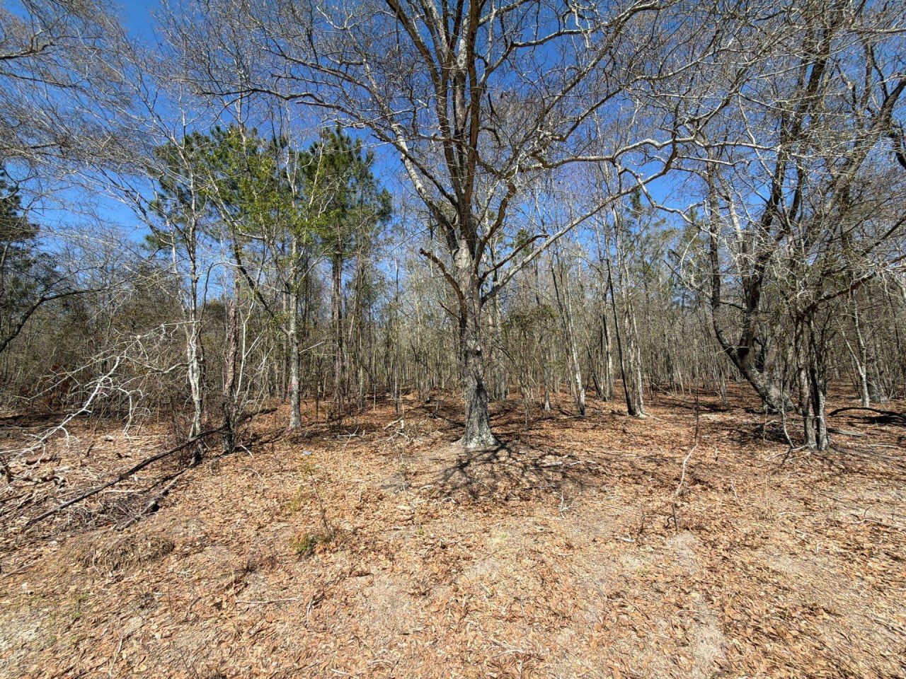 Bhl 9 Boise Cascade Photo 11