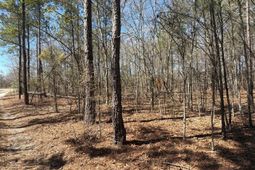 Bhl 9 Boise Cascade photo 4