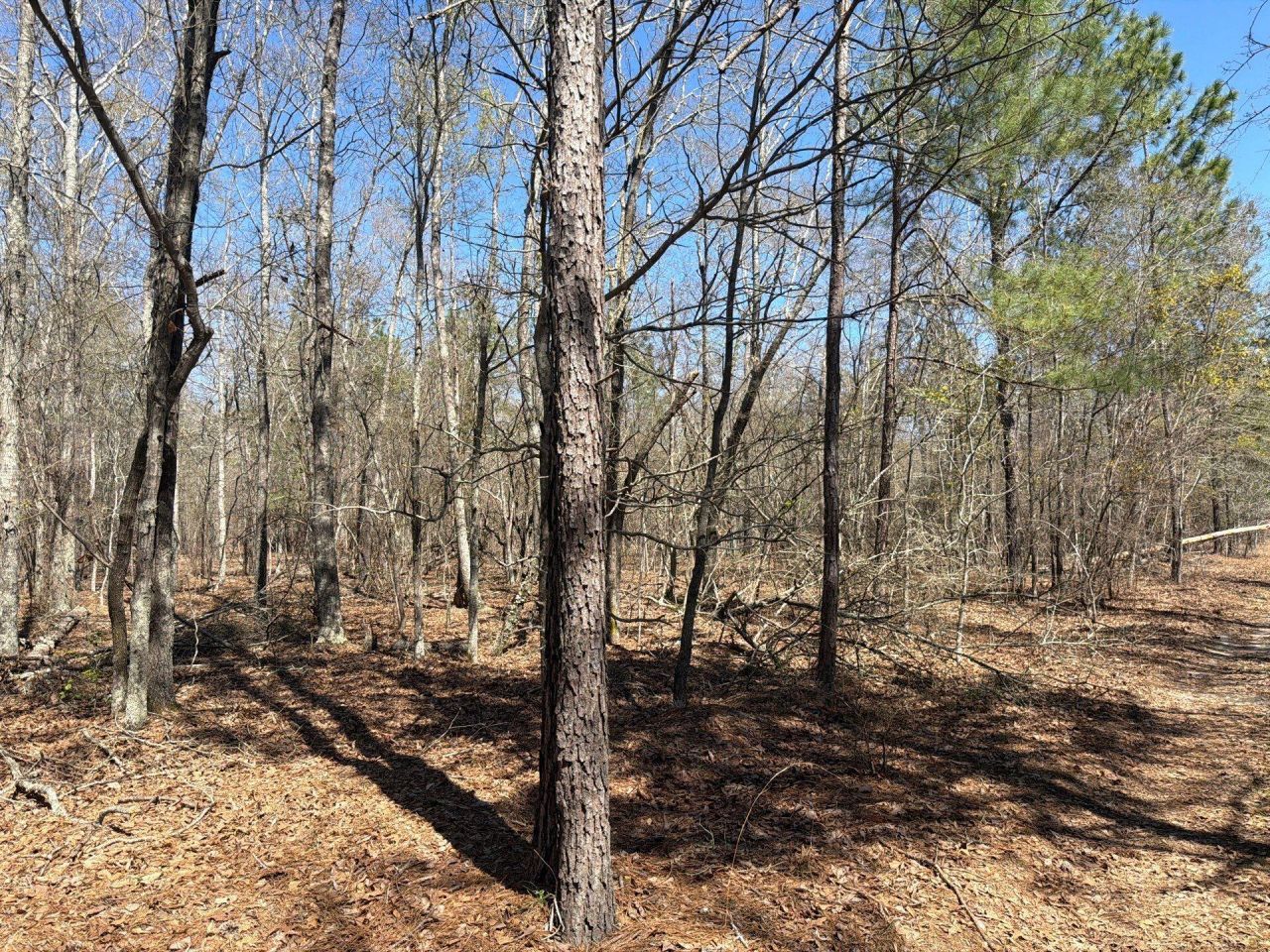 Bhl 9 Boise Cascade Photo 5