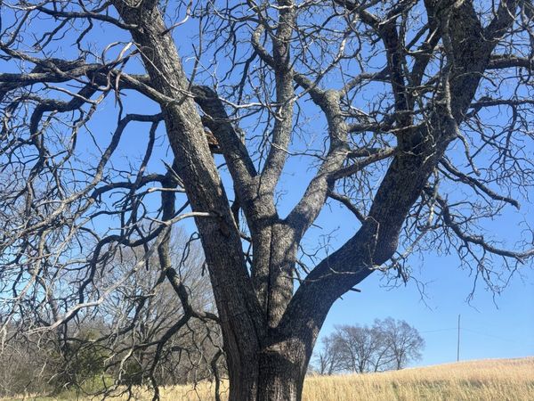 9849 Sam Donald Rd, Nolensville, TN 37135