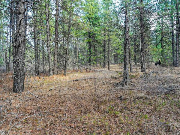 XXX E Slaton Rd, Deer Park, WA 99006