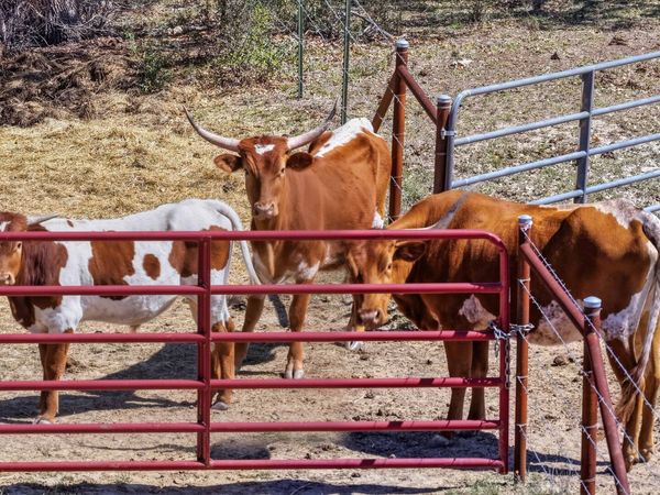 11387 FM 32, Fischer, TX 78623