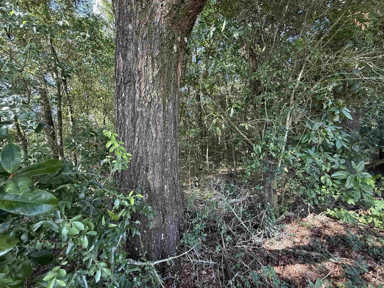 Xxx Lewis Lane, Quincy, FL 32351 Main Photo