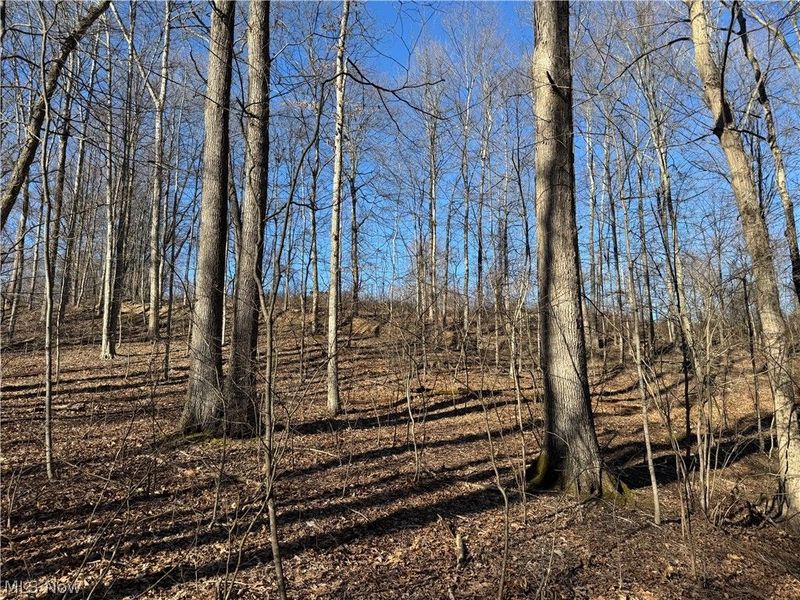 50001 Mellott Road, Jacobsburg, OH 43933 Photo 7