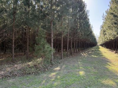 0 Polk Road, Islandton, SC 29929