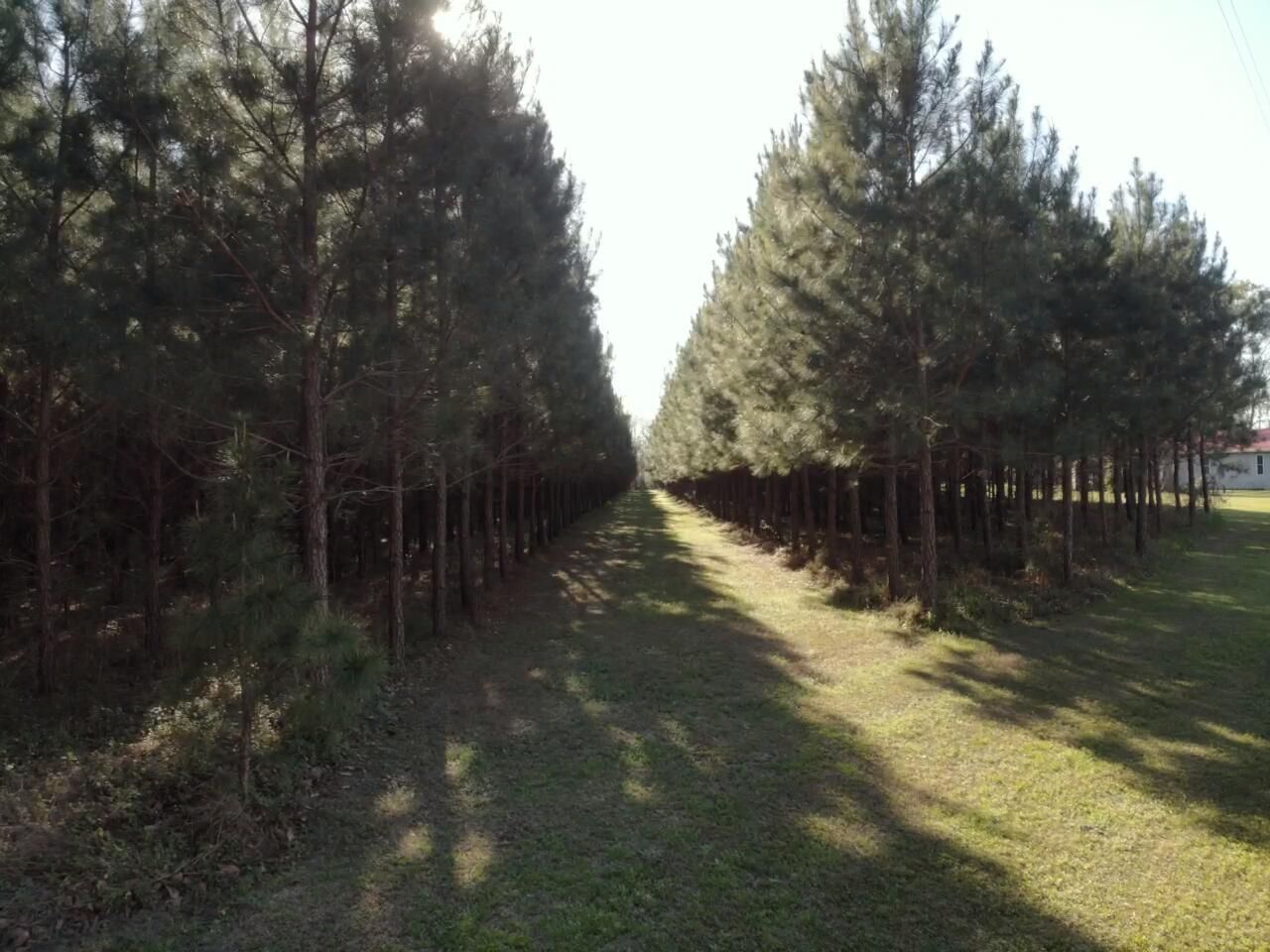 0 Polk Road Photo 11