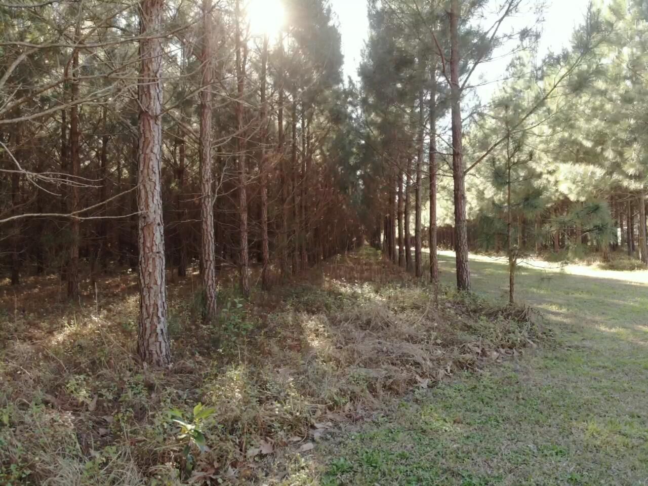 0 Polk Road Photo 12