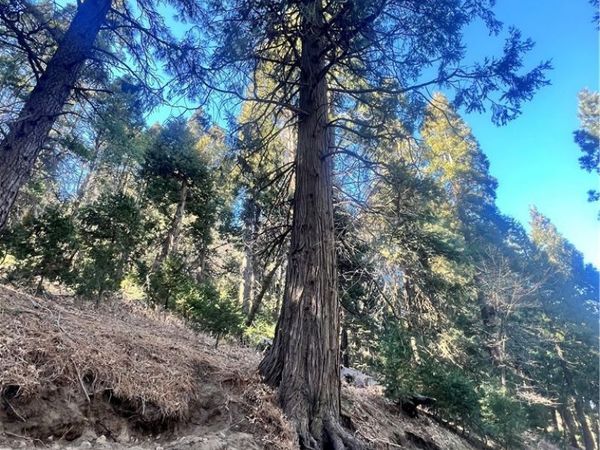 0 Reservoir, Cedarpines Park, CA 92322