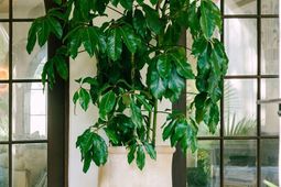 1710 Atlantic Avenue photo 4