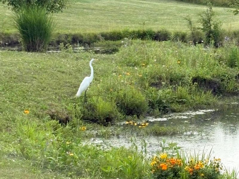 7065 Maynard Place, New Albany, OH 43054 Photo 49