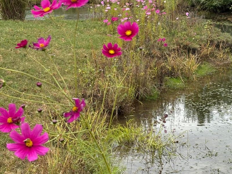 7065 Maynard Place, New Albany, OH 43054 Photo 50