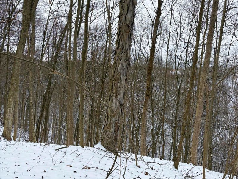 0 Tract 2 Morris Ridge Road , Woodsfield, OH 43793 Photo 10