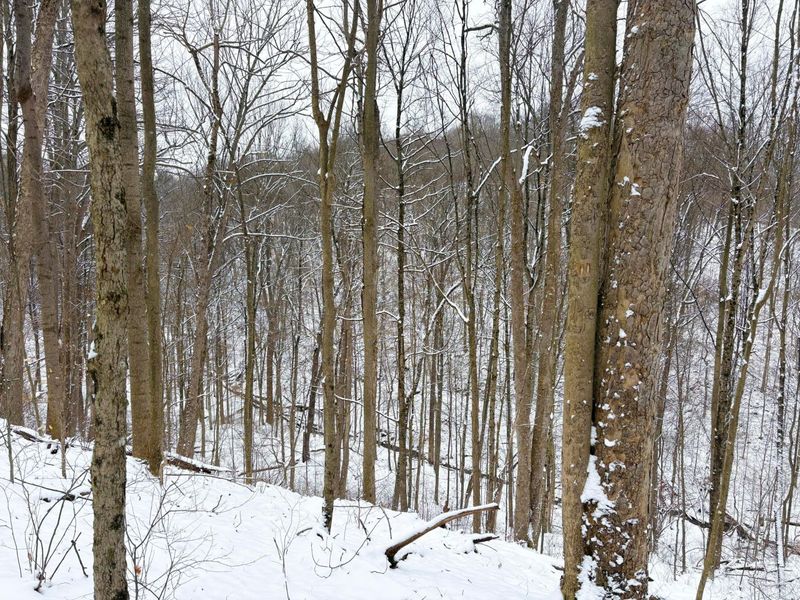 0 Tract 2 Morris Ridge Road , Woodsfield, OH 43793 Photo 2