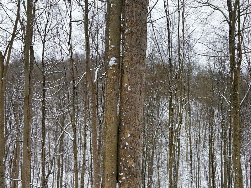 0 Tract 2 Morris Ridge Road , Woodsfield, OH 43793 Photo 3