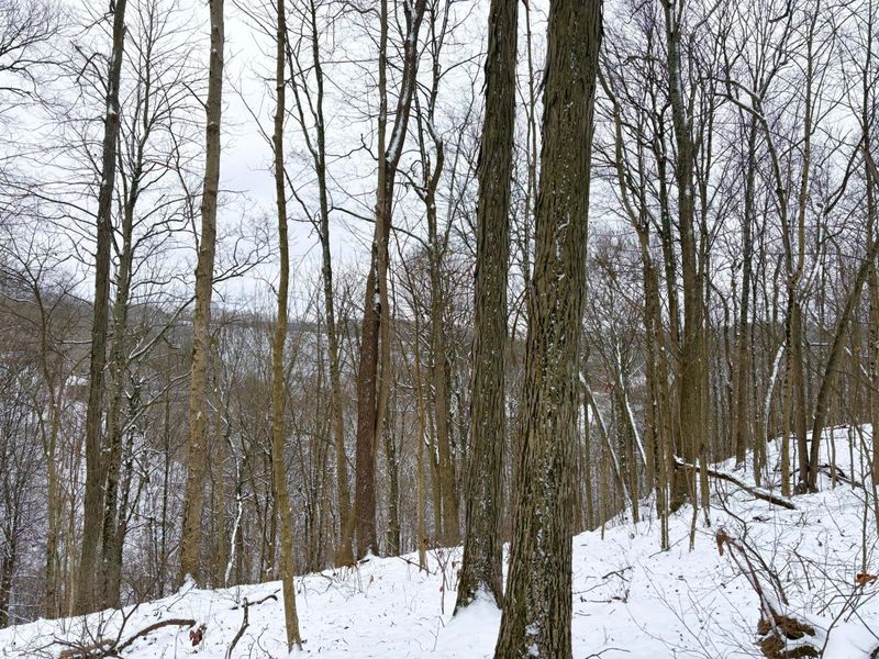 0 Tract 2 Morris Ridge Road , Woodsfield, OH 43793 Photo 4