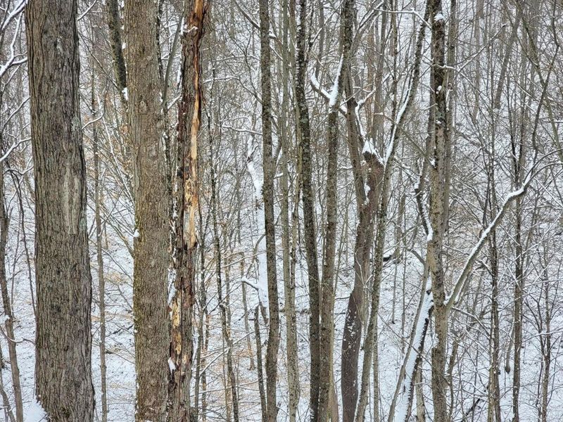 0 Tract 3 Bondi Ridge Rd , Woodsfield, OH 43793 Photo 10