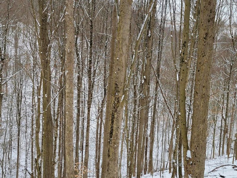 0 Tract 3 Bondi Ridge Rd , Woodsfield, OH 43793 Photo 12