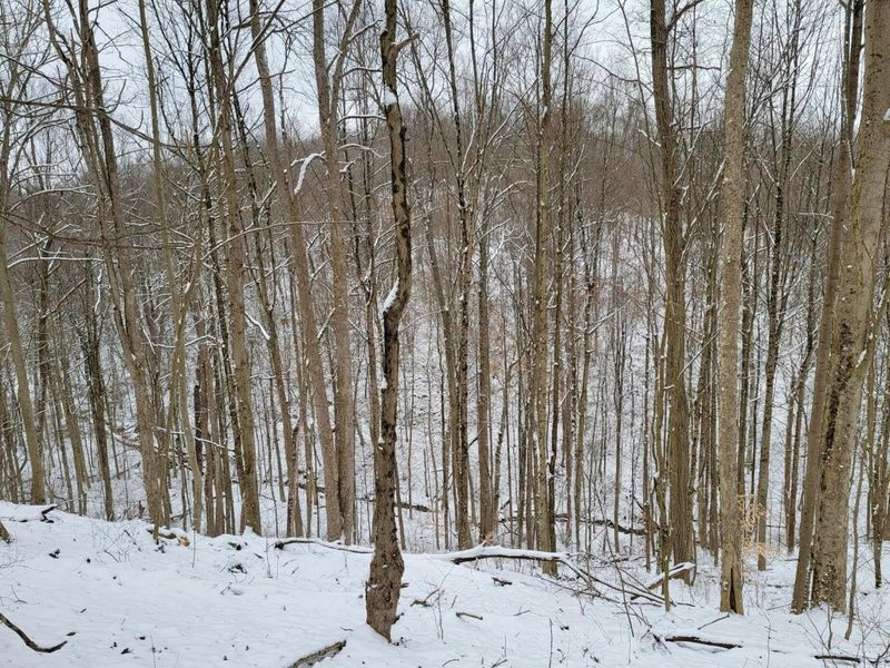 0 Tract 3 Bondi Ridge Rd , Woodsfield, OH 43793 Photo 15