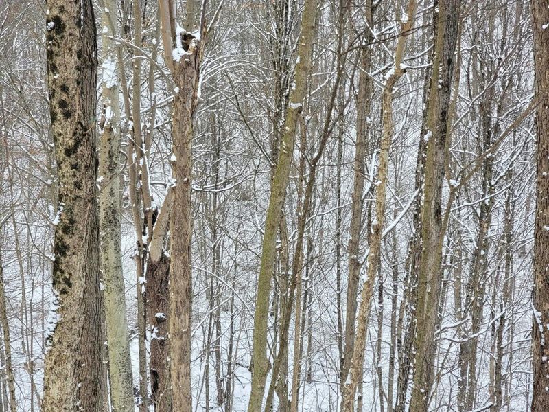 0 Tract 3 Bondi Ridge Rd , Woodsfield, OH 43793 Photo 17