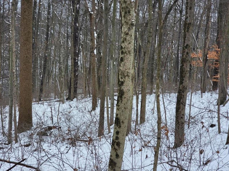 0 Tract 3 Bondi Ridge Rd , Woodsfield, OH 43793 Photo 9